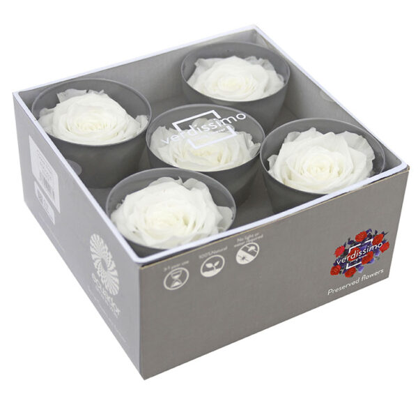 ROSE QUEEN W-BOX 5PZ (DIAM. TRA 6,3 E 7,3 CM) bianco (Cod. 31218-01)
