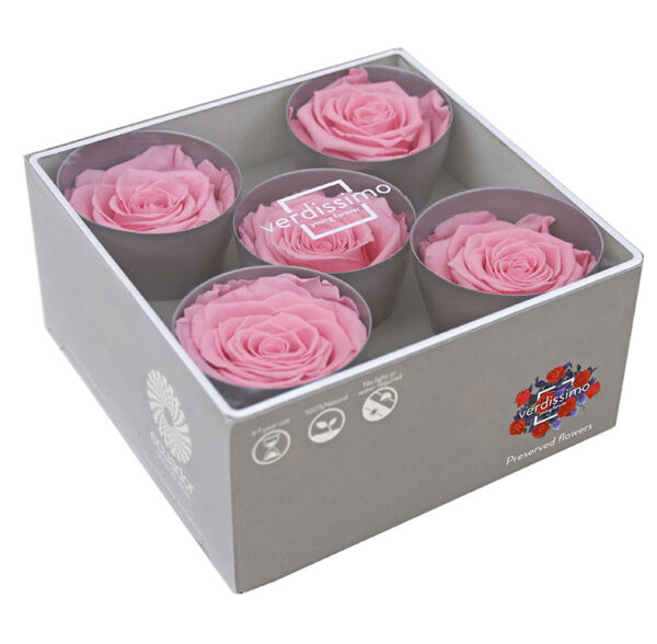 ROSE QUEEN W-BOX 5PZ (DIAM. TRA 6,3 E 7,3 CM) rosa-pastello (Cod. 31218-05)
