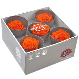 ROSE QUEEN W-BOX 5PZ (DIAM. TRA 6,3 E 7,3 CM) arancio (Cod. 31218-08)