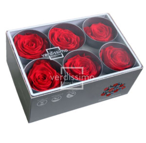 BOX TESTE DI ROSA D 6-6,5CM STABILIZ. PZ.6 rosso (Cod. 8330-06)