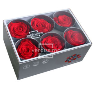 BOX TESTE DI ROSA D 6-6,5CM STABILIZ. PZ.6 rosso (Cod. 8330-06)