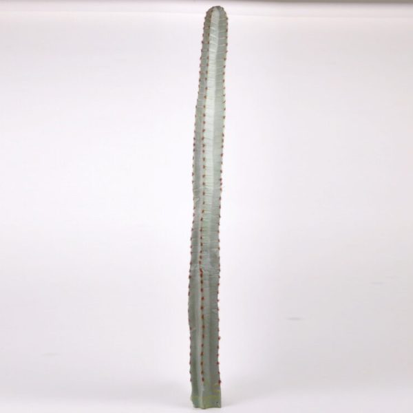 CACTUS 140 CM  (Cod. 32889-01)
