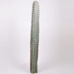 [97] CACTUS 97 CM  (Cod. 32890-01)