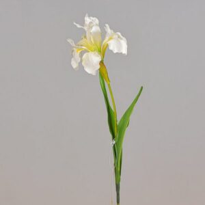RAMO IRIS CM.63 crema (Cod. 33017-01)