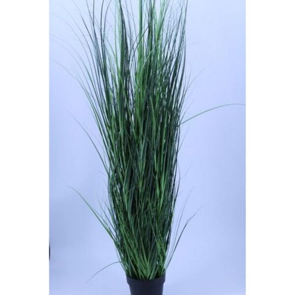 ERBA CIPOLLINA CM 180 CON 694 FILI  (Cod. 30138-01)