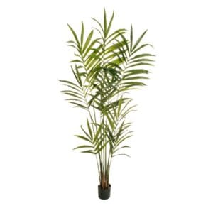 [180] KENTIA PALM H180 CM CON 118 FOGLIE  (Cod. 30611-01)