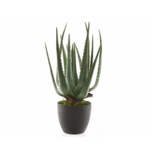 ALOE VERA IN VASO D25 H40 CM  (Cod. 33030-01)