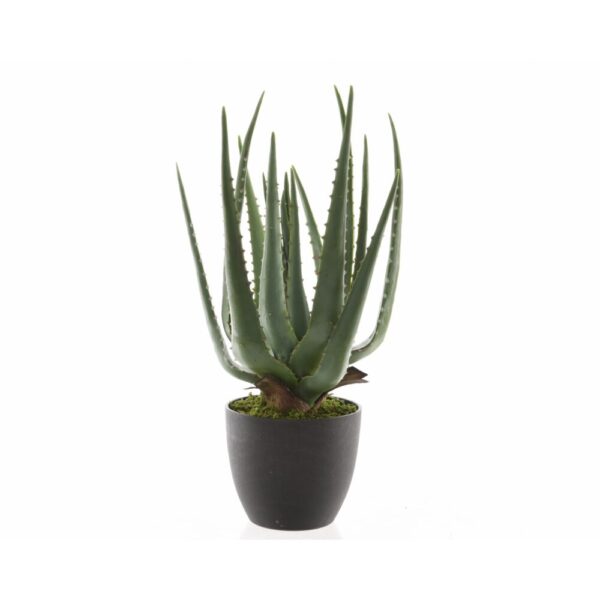 ALOE VERA IN VASO D25 H40 CM  (Cod. 33030-01)