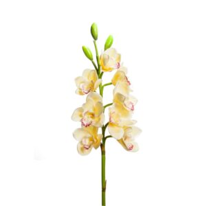 CYMBIDUM 8 FIORI/3 BOCCIOLI CM 77 giallo (Cod. 28560-02)