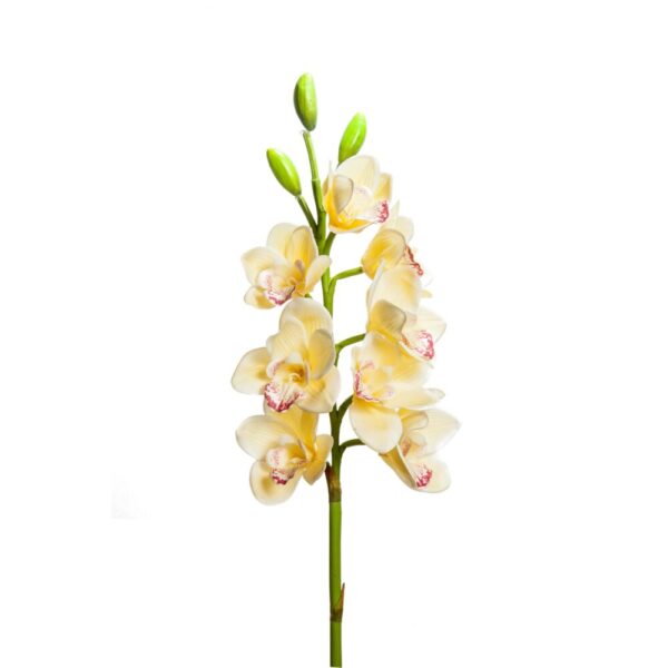 CYMBIDUM 8 FIORI/3 BOCCIOLI CM 77 giallo (Cod. 28560-02)