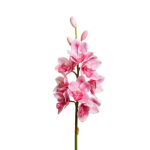 CYMBIDUM 8 FIORI/3 BOCCIOLI CM 77 beauty (Cod. 28560-04)