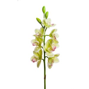 CYMBIDUM 8 FIORI/3 BOCCIOLI CM 77 verde (Cod. 28560-05)