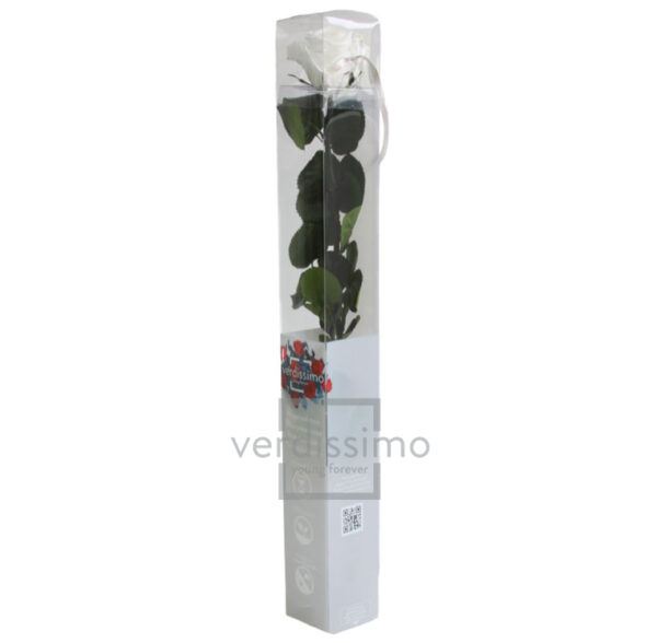 GIFT BOX AMOROSA STANDARD H55 D. TESTA 5-6 CM bianco (Cod. 9311-01)