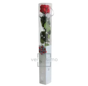 GIFT BOX AMOROSA STANDARD H55 D. TESTA 5-6 CM rosso (Cod. 9311-03)
