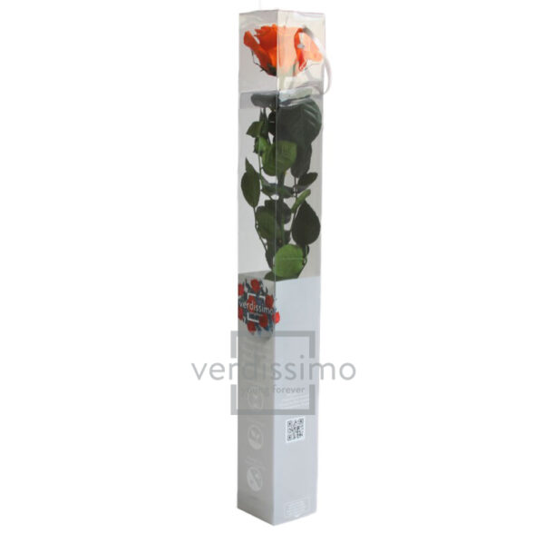 GIFT BOX AMOROSA STANDARD H55 D. TESTA 5-6 CM arancio (Cod. 9311-09)