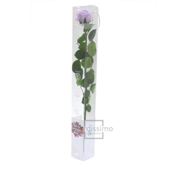 GIFT BOX AMOROSA STANDARD H55 D. TESTA 5-6 CM lilla (Cod. 9311-13)