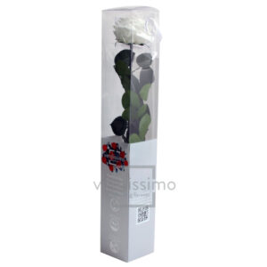 GIFT BOX AMOROSA PREMIUM H55 D. TESTA 6,5-8,5 CM bianco (Cod. 24383-01)