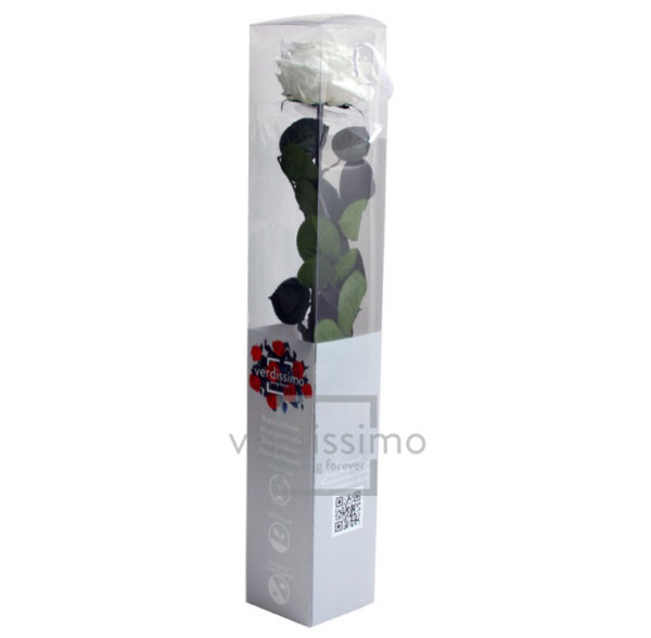 GIFT BOX AMOROSA PREMIUM H55 D. TESTA 6,5-8,5 CM bianco (Cod. 24383-01)