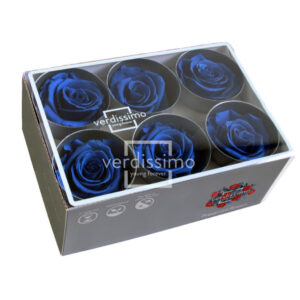 BOX TESTE DI ROSA D 6-6,5CM STABILIZ. PZ.6 blu-scuro (Cod. 8330-14)