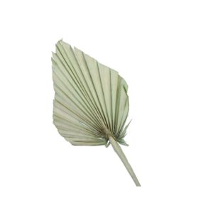 SET 7 PZ FOGLIA DI PALMA  verde (Cod. 33491-03)