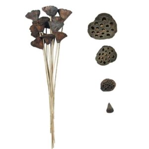 LOTUS POD 7/9 CM MEDIO GAMBATO 12PZ  (Cod. 32449-01)