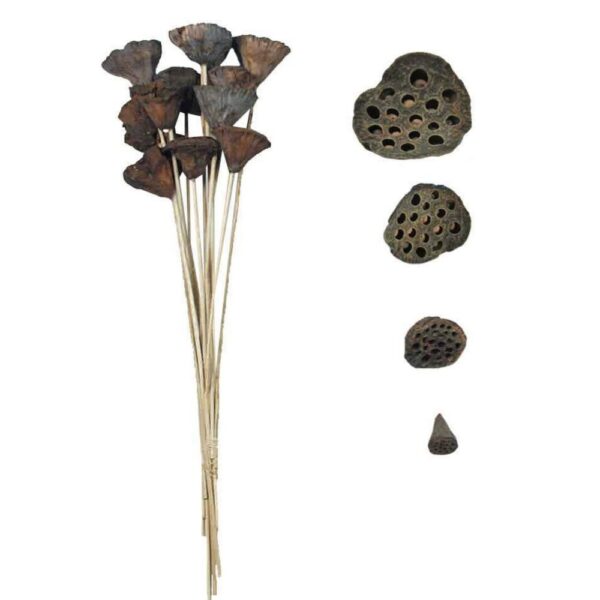 LOTUS POD 7/9 CM MEDIO GAMBATO 12PZ  (Cod. 32449-01)