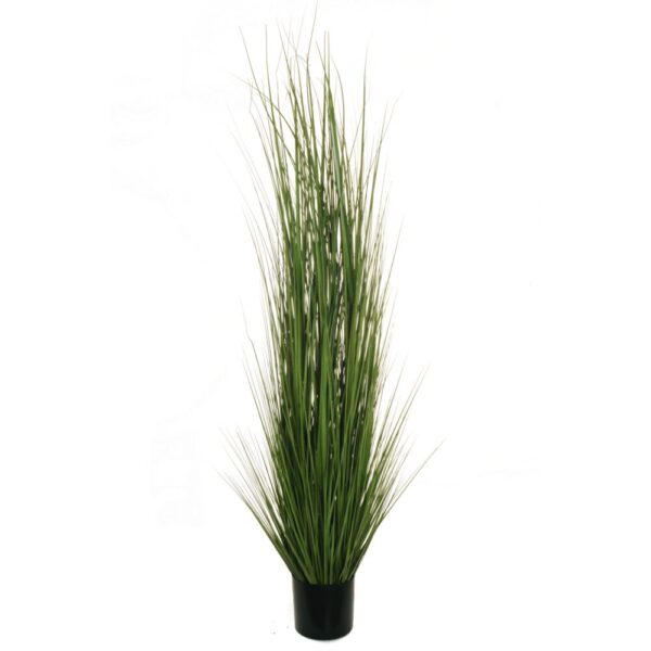 PIANTA ERBA CIPOLLINA IN VASO D20 h180  (Cod. 30054-01)