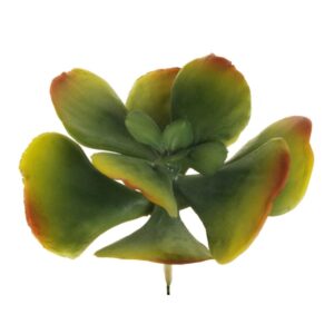 PIANTA GRASSA CRASSULA D15 CM  (Cod. 33375-01)