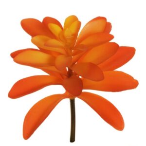 PIANTA GRASSA CRASSULA CAPITELLA D13 CM arancio (Cod. 33376-02)