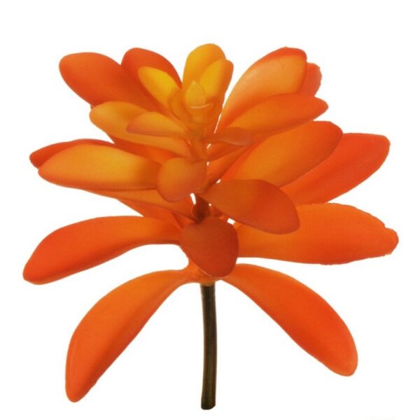 PIANTA GRASSA CRASSULA CAPITELLA D13 CM arancio (Cod. 33376-02)