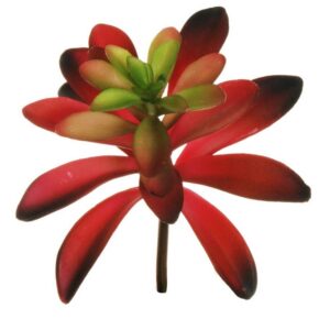 PIANTA GRASSA CRASSULA CAPITELLA D13 CM rosso-verde (Cod. 33376-03)