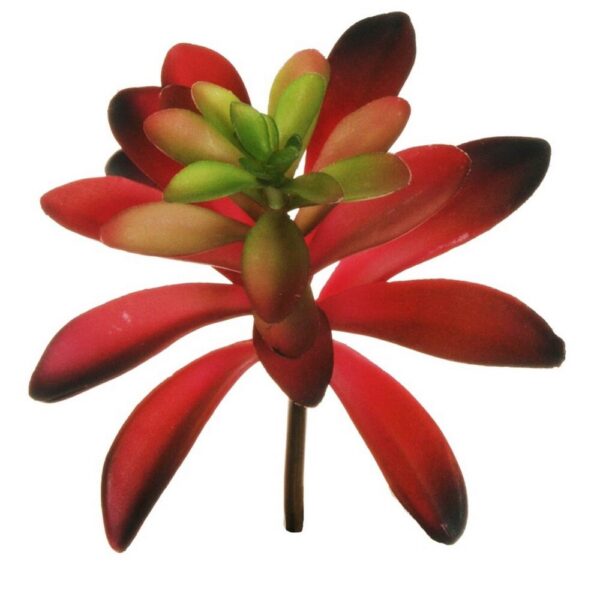 PIANTA GRASSA CRASSULA CAPITELLA D13 CM rosso-verde (Cod. 33376-03)