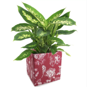 BORSINE SIMPLY MEDIUM BOTANICAL 12x12 H12,5 PZ10 bordeaux (Cod. 33661-01)