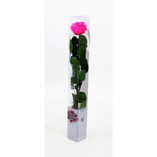 GIFT BOX AMOROSA STANDARD H55 D. TESTA 5-6 CM rosa-acceso (Cod. 9311-06)