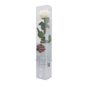GIFT BOX AMOROSA PREMIUM H55 D. TESTA 6,5-8,5 CM champagne (Cod. 24383-02)