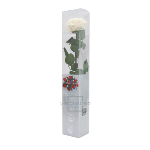 GIFT BOX AMOROSA PREMIUM H55 D. TESTA 6,5-8,5 CM champagne (Cod. 24383-02)