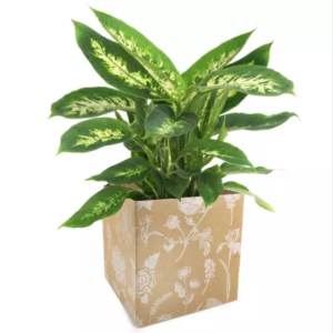 BORSINE SIMPLY SMALL BOTANICAL 10x10 H10 PZ10 naturale (Cod. 33840-03)