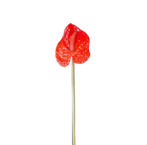RAMO MINI ANTHURIUM CM.47 rosso (Cod. 5946-01)