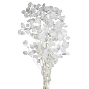 LUNARIA CON FOGLIE COL. BUSTA 60/80 GR. bianco (Cod. 31700-01)