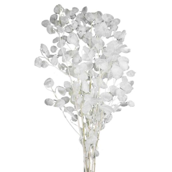 LUNARIA CON FOGLIE COL. BUSTA 60/80 GR. bianco (Cod. 31700-01)