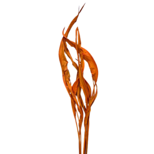 STERLIZIA FOGLIE PZ10 COLORATE arancio-chiaro (Cod. 2157-04)