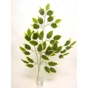 RAMO FICUS X42 FOGLIE variegato (Cod. 29682-02)