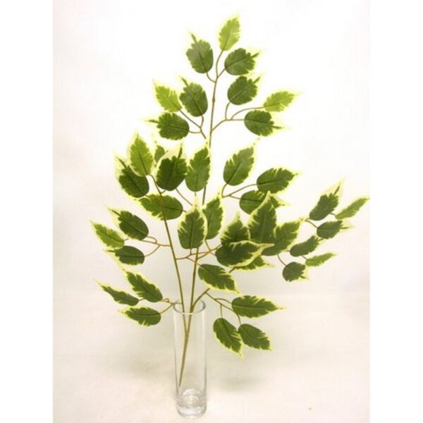 RAMO FICUS X42 FOGLIE variegato (Cod. 29682-02)