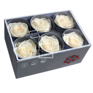 BOX TESTE DI ROSA D 6-6,5CM STABILIZ. PZ.6 champagne (Cod. 8330-02)
