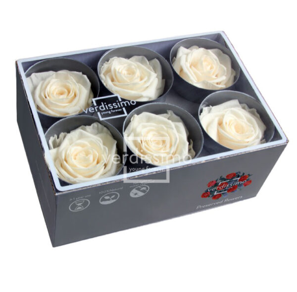 BOX TESTE DI ROSA D 6-6,5CM STABILIZ. PZ.6 champagne (Cod. 8330-02)