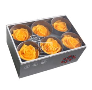 BOX TESTE DI ROSA D 6-6,5CM STABILIZ. PZ.6 giallo-caldo (Cod. 8330-08)