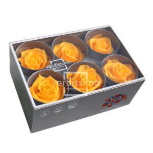 BOX TESTE DI ROSA D 6-6,5CM STABILIZ. PZ.6 giallo-caldo (Cod. 8330-08)