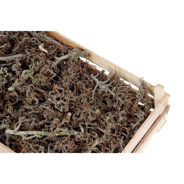 CASSA 60X40 CM RAMETTI BONSAI LEGNO NATURALE  (Cod. 34378-01)