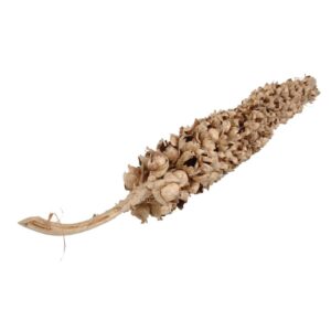 RAMO COCO/CACHA L200 cm  (Cod. 29331-01)