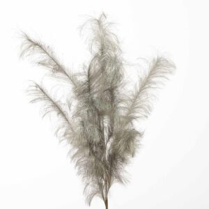 RAMO PAMPAS CM 140 champagne (Cod. 34454-01)